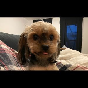 Meet your Posher, Simon